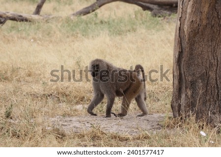 Olive baboon alone in Tanzania 