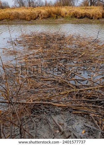 Ecology. In fall, burrowing beavers created stocks of willow branches in 1.9 m depth river, cut down bushes, collected them in water, eat under winter ice. Stocks have opened due to decline of water