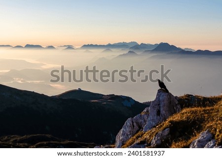 Black bird sitting on rock with scenic sunrise view from Dobratsch on Julian Alps and Karawanks in Carinthia, Austria, Europe. Silhouette of endless mountain ranges covered by mystical fog in valley Royalty-Free Stock Photo #2401581937