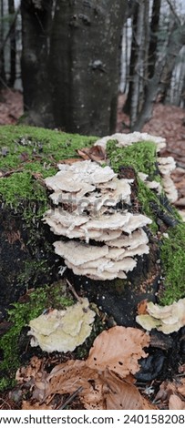 Oxyporus populinus is a plant pathogen affecting trees. It is not edible. Royalty-Free Stock Photo #2401582085