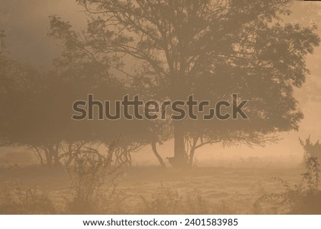 Landscape with grazing cows in a countryside with trees and grass covered with dewdrops and morning fog in Bad Pyrmont, Germany.