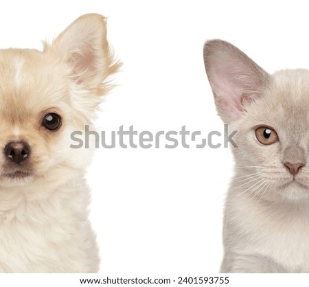 Chihuahua puppy and Burmese kitten in close-up, half-faces, isolated on white, front view