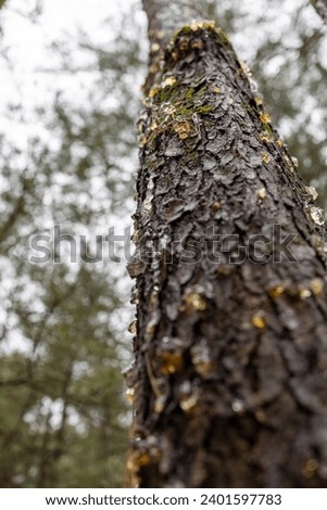 Looking up at a tree trunk oozing with sap.  The wet bark is moss covered and textured. Chunks of golden sap have a jewel-like look.