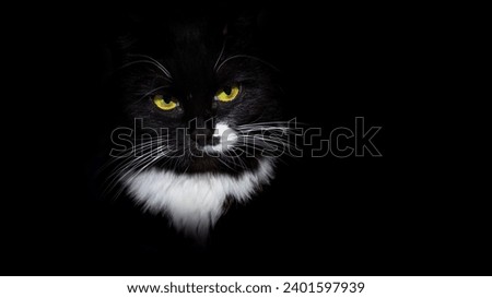 A stunning black cat with yellow-green eyes and a white breast on a black background. Royalty-Free Stock Photo #2401597939