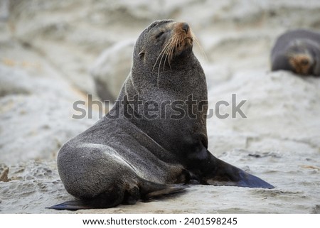 Native Fur Seals on Rocks in New Zealand Royalty-Free Stock Photo #2401598245
