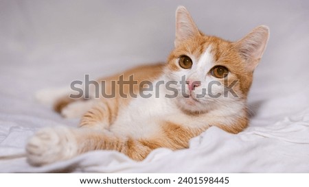 A red-haired cat poses on a white background