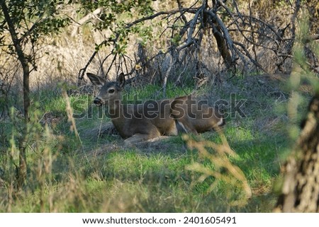 A female black-tailed deer lies on the green grass