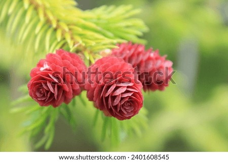 Spruce with lush green needles and bright red cones looks elegant and attractive.