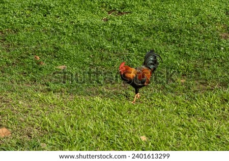 Colorful Rooster Foraging on Green Grass.