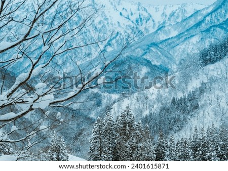 A photo showing the snow falling in the forest and a lot of white snow in winter.