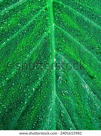 a background texture green leaf structure macro photography 