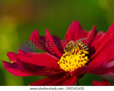A bee on red cosmos flower with green background.