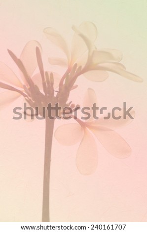 Sweet color Plumeria flower in soft color and blur style with paper texture for background