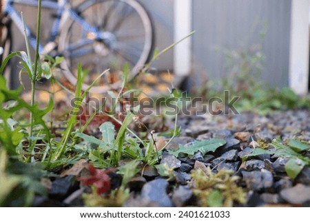 Weeds growing in gravel with a bicycle and shed in the background