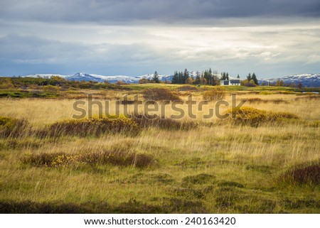 Golden meadow in Iceland