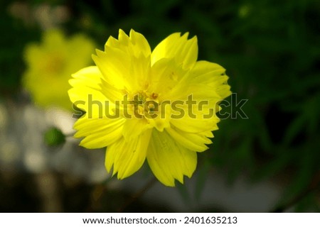 yellow, flower, nature, beautiful, plant, garden, beauty, natur, suitable for flora catalogs and useful for flora and fauna websites.flora photography