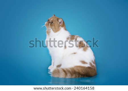 cat on an isolated background
