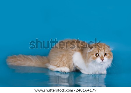 red cat isolated on a blue background