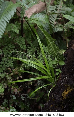 There are several fern leaves with their distinct long, slender shape and intricate leaf patterns. - A cluster of smaller, round-shaped leaves from another type of plant is visible amidst the ferns. Royalty-Free Stock Photo #2401643403