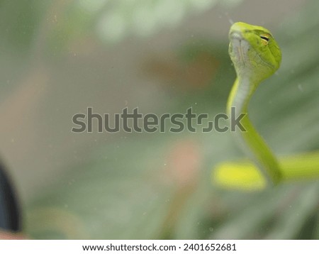 a green snake in selective focus 