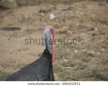 a feather animal in selective focus 