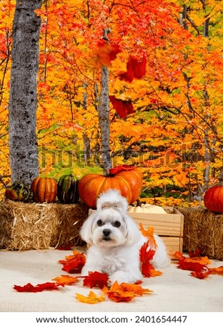 Cute Autumn time dogs with brightly colored leaves in the Fall