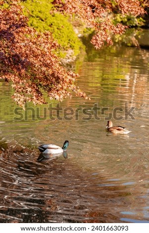 Ducks swimming in the pond amidst the fall colors.