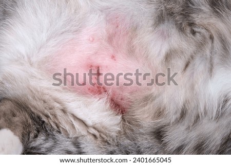 The cat scratched his stomach from itchy skin to scratches and wounds. The belly of a cat with wounds and skin problems from stress or allergies Royalty-Free Stock Photo #2401665045