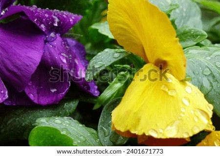   Water droplets, the grace of pansies wet with raindrops, and pretty purple petals                             