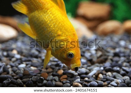 Interior underwater close up photo view of an animal goldfish gold fish swimming in water of an aquatic aquarium sea ocean with aqua submarine greenplants and small stone rocks on the ground