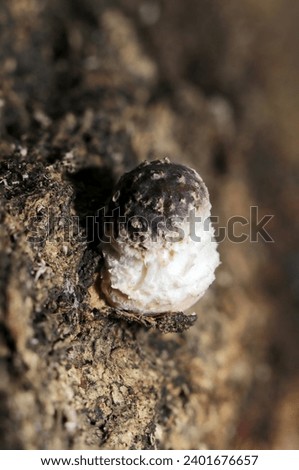 Young shiitake mushroom bud (primordium) that begian umbrellaan umbrella (Natural+flash light, macro close-up photography)