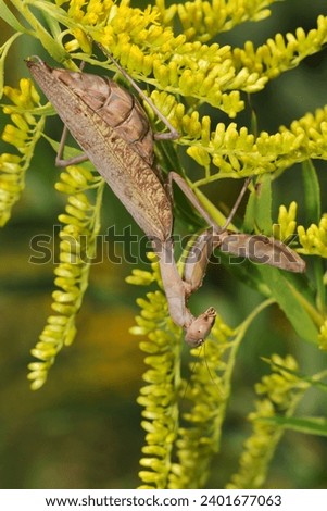 Brown flat belly Preying mantis (Harabirokamakiri, Hierodula patellifera) posing in return with a yellow flower goldenrod (Wildlife closeup macro photograph)
