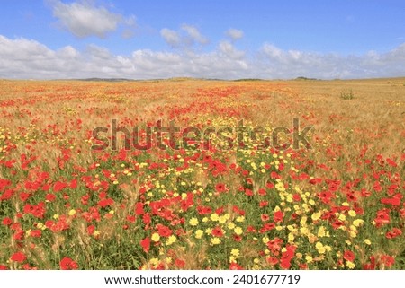 Field of poppies and wheat under a blue sky with clouds
