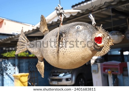 The lamp puffer fish electronics model on sell , street market. Royalty-Free Stock Photo #2401683811