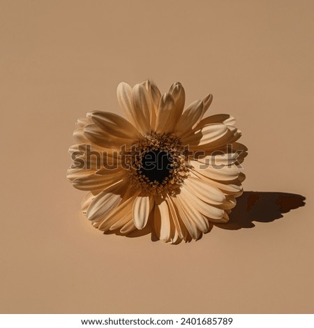Beautiful pastel peachy gerbera flower bud. Aesthetic minimal floral composition with copy space