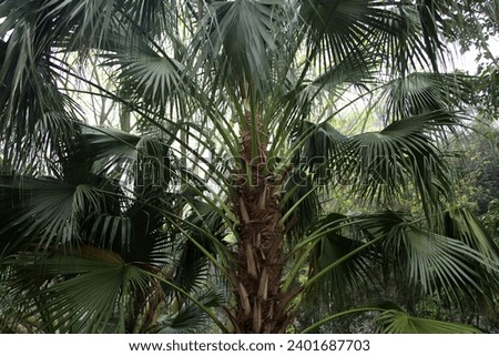 exterior photo view of a jungle tropical green fresh palm tree in a wild forest with trees and branches and leaves during spring or summer during the fresh day light 