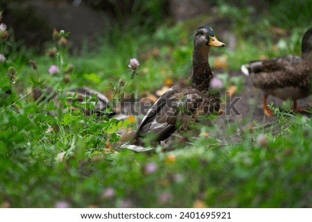 Mallard or wild duck (Anas platyrhynchos) is duck that breeds throughout  Americas, Eurasia, and North Africa. Most common and famous wild duck. Mallard female on the lake shore