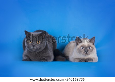 British Shorthair cat couple on a blue background isolated