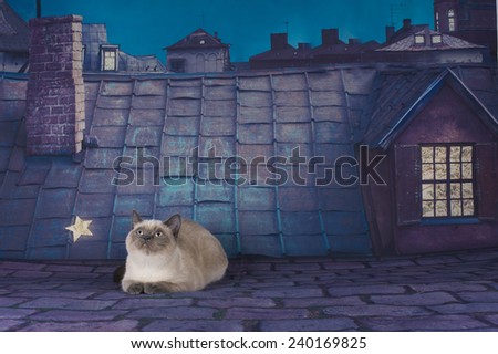 British Shorthair cat couple on a night roof