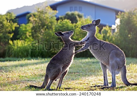 Kangaroos pushing