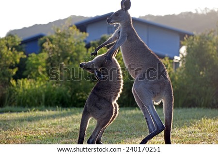 Kangaroos attack.