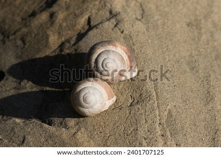 Two Adana snail (Helix asemnis) shell on stone in the autumn Royalty-Free Stock Photo #2401707125