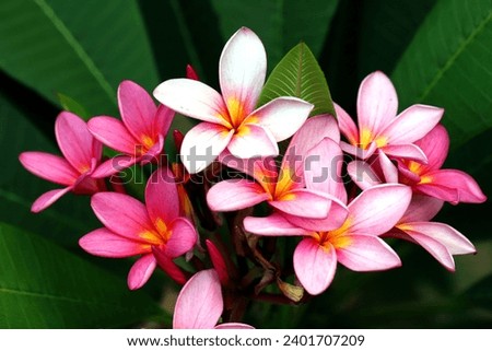 Closeup of blooming pink plumeria flowers with green leaves background 