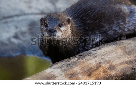 An Otter with Wet Fur and a Curious Look