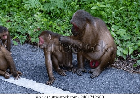 The monkey family in Thailand