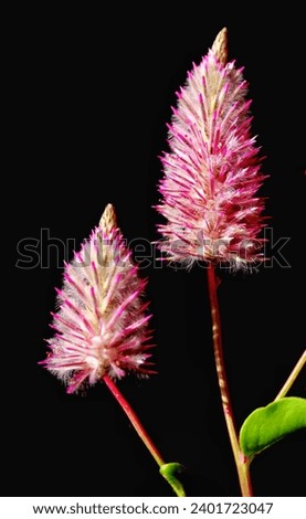 Mulla Mulla 'Joey' is a plant that thrives in rockeries. It has a short life span. However, during that short life span, it displays stunning flowers that are intricately designed. Macro photography. Royalty-Free Stock Photo #2401723047