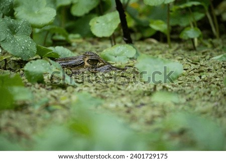 picture showing a caiman in Tortuguero National Park in Costa Rica