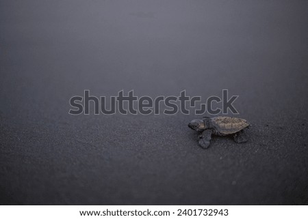 picture showing a baby sea turtle on a beach in Costa Rica
