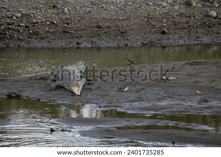 picture showing a saltwater crocoile in Costa Rica