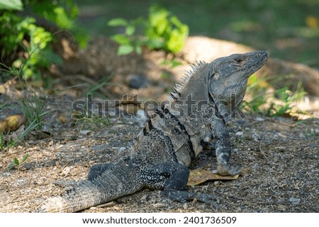 Picture showing an iguana lizard in the Monteverde National Park in Costa Rica